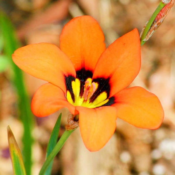 Ixia Orange Flower Bulbs Pack of 5 Bulbs