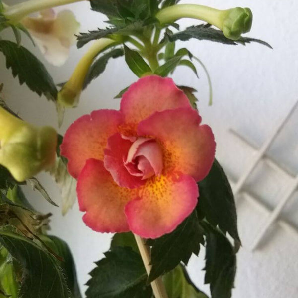 Achimenes Double Imported Flower Bulbs