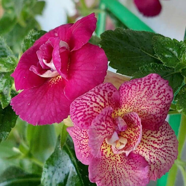 Achimenes Double Imported Flower Bulbs 