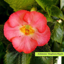 Achimenes Double Imported Flower Bulbs – Raspberry Ripple