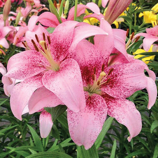 Oriental lily Imported Flower Bulbs Pink (Pack of 1)