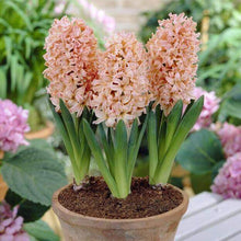 Hyacinth Imported Flower Bulbs Gipsy Queen