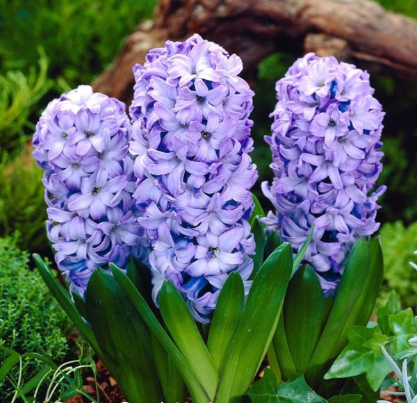 Imported Blue Hyacinth Flower Bulbs (Pack of 2)