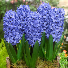 Imported Blue Hyacinth Flower Bulbs (Pack of 2)