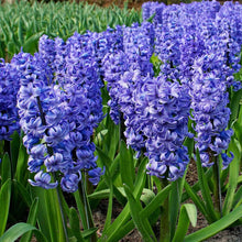 Imported Blue Hyacinth Flower Bulbs (Pack of 2)