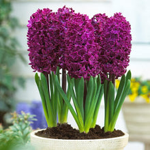 Imported Purple Hyacinth Flower Bulbs (Pack of 2) – Fresh, Fragrant, and Easy to Grow