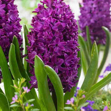 Imported Purple Hyacinth Flower Bulbs (Pack of 2) – Fresh, Fragrant, and Easy to Grow