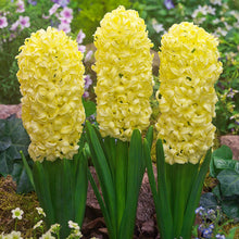 Imported Yellow Hyacinth Flower Bulbs (Pack of 2)