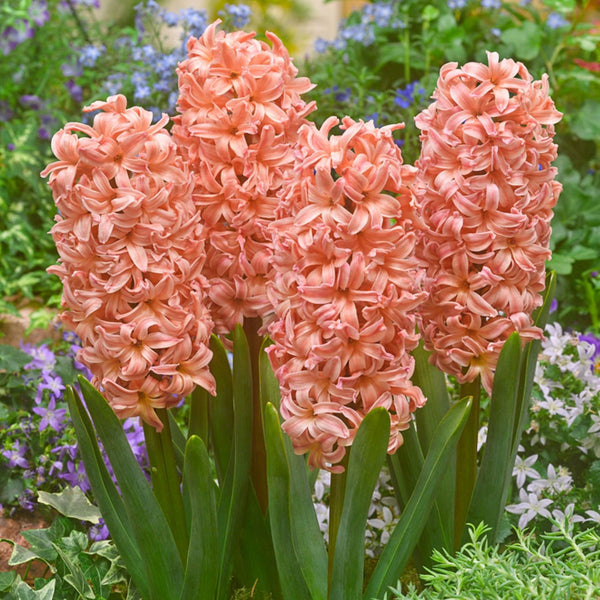 Hyacinth Imported Flower Bulbs Gipsy Queen