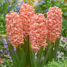 Hyacinth Imported Flower Bulbs Gipsy Queen