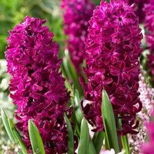 Imported Purple Hyacinth Flower Bulbs (Pack of 2) – Fresh, Fragrant, and Easy to Grow