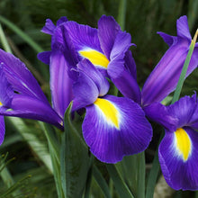 Pack of 5 Imported Double Blue Iris Flower Bulbs