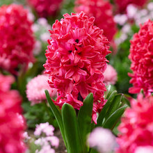 Imported Red Hyacinth Flower Bulbs (Pack of 2)