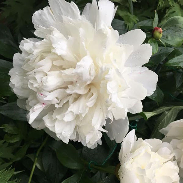 Imported White Color Peony Flower Bulbs For Gardening (Pack Of 1 Bulb)