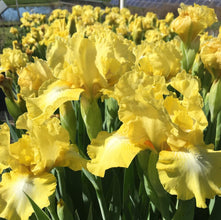 Lxia Mixed Flower Bulbs - Pack of 5 Big Size Bulbs