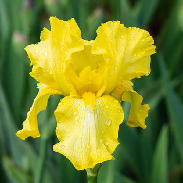 Lxia Mixed Flower Bulbs - Pack of 5 Big Size Bulbs