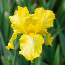 Lxia Mixed Flower Bulbs - Pack of 5 Big Size Bulbs