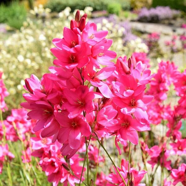 Ixia Pink Flower Bulbs - Pack of 5 Big Size Bulbs