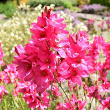 Ixia Pink Flower Bulbs - Pack of 5 Big Size Bulbs