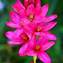 Ixia Pink Flower Bulbs - Pack of 5 Big Size Bulbs