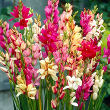 Lxia Mixed Flower Bulbs Pack of 5 Bulbs
