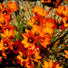 Ixia Orange Flower Bulbs Pack of 5 Bulbs