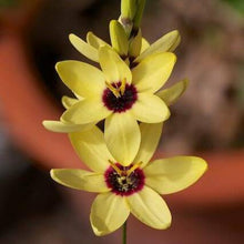 Ixia Yellow Flower Bulbs