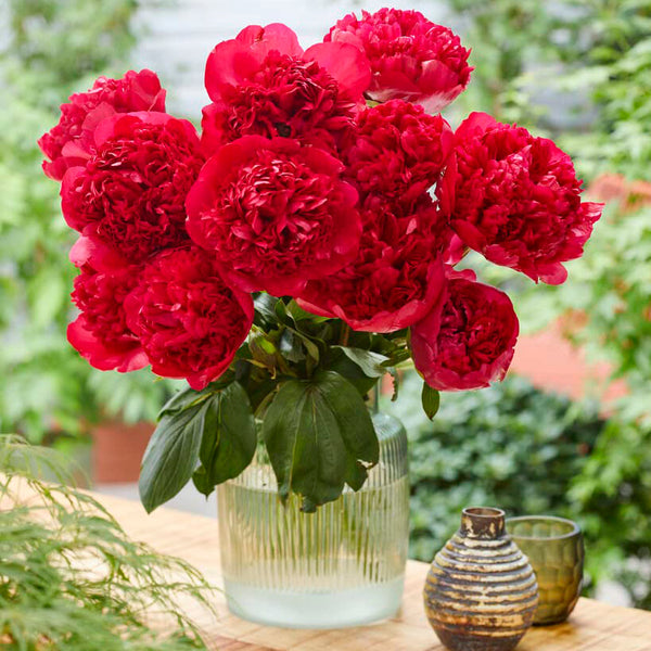 Peonies Imported Flower Bulbs Red (Pack of 1)