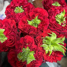 Ranunculus Flower Bulbs green red