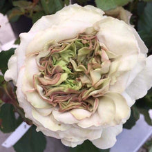 Ranunculus Flower Bulbs white