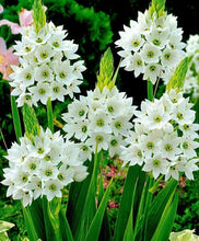 Chincherinchee/Ornithogalum Imported Flower Bulbs