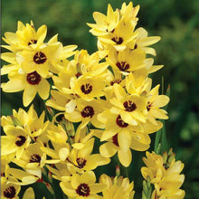 Lxia Yellow Flower Bulbs (Pack of 5)