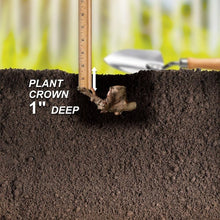 Lxia Mixed Flower Bulbs - Pack of 5 Big Size Bulbs