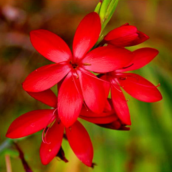 Ixia Red Flower Bulbs - Pack of 5 Bulbs