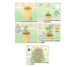 Lxia Mixed Flower Bulbs - Pack of 5 Big Size Bulbs