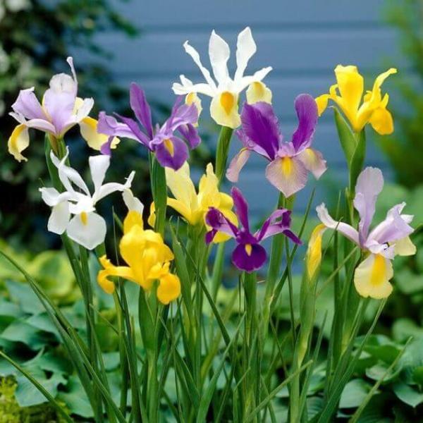 Lxia Mixed Flower Bulbs - Pack of 5 Big Size Bulbs