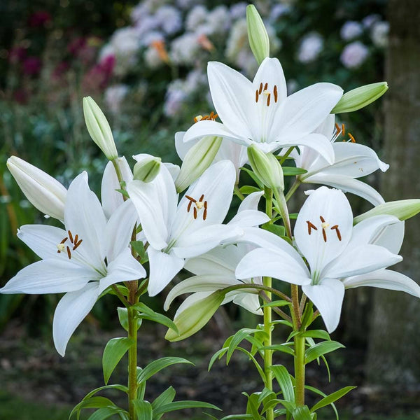 Oriental Imported  Lily Flower Bulbs for Winter Season (1 Bulb, White)