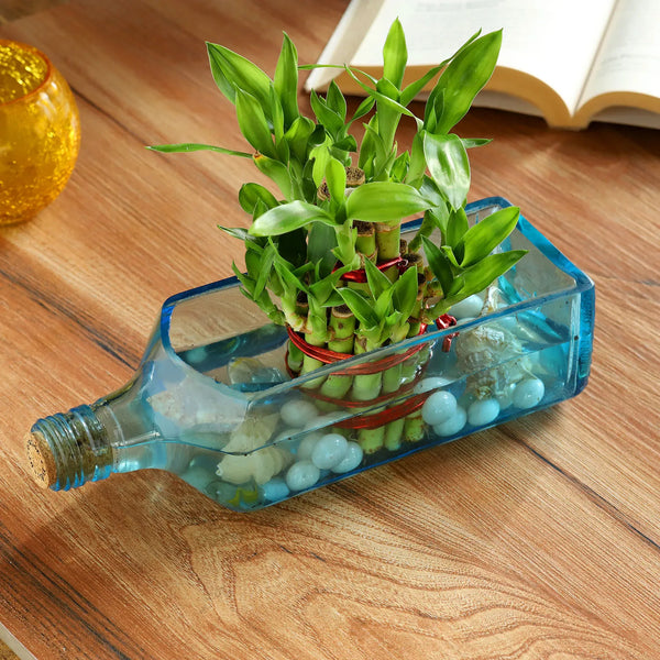 Lucky Bamboo Bombay Sapphire Bottle Planter