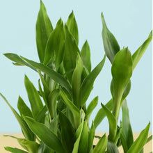 Good Luck 2 Layer Lucky Bamboo