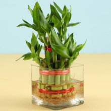 Good Luck 2 Layer Lucky Bamboo