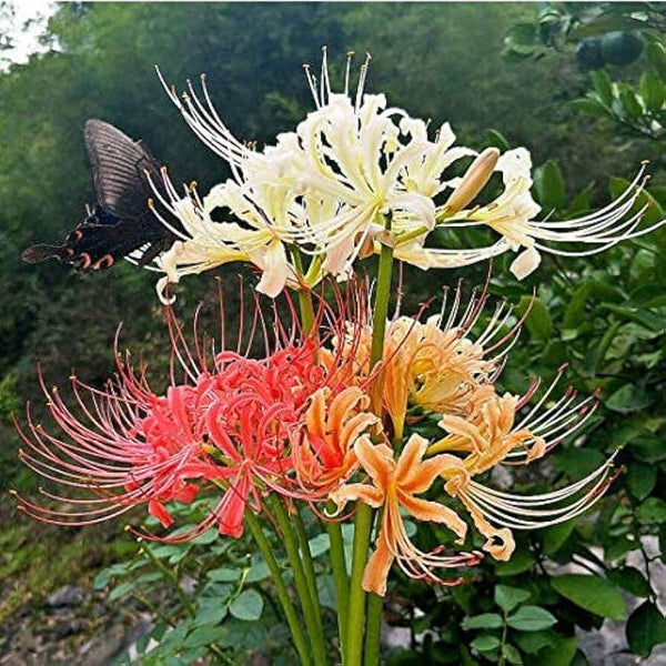 Lycoris Lily Mixed Flower Bulbs (Pack of 2)