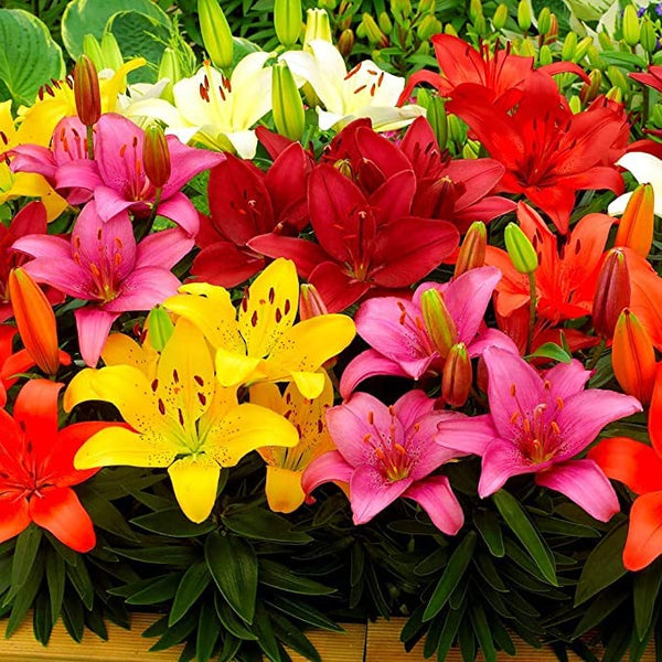 Oriental lily Imported Flower Bulbs Mixed