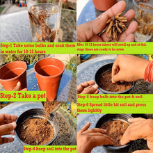 Ranunculus Imported Flower Bulbs Multicolor