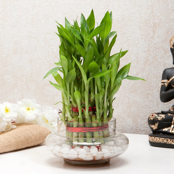 Three Layer Lucky Bamboo Good Luck Terrarium